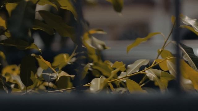 Canon 550D/T2i RAW Video Magic Lantern Test Film