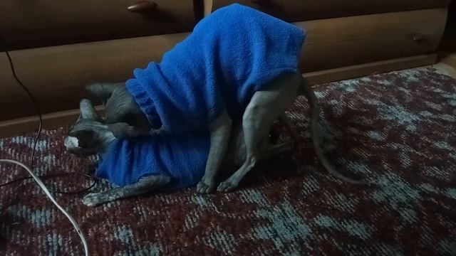 Вязка Донских Сфинксов. Mating of the don Sphynx. # 131. смотреть онлайн