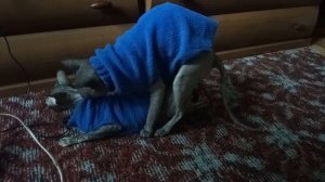 Вязка Донских Сфинксов. Mating of the don Sphynx. # 131.