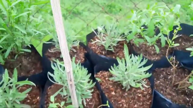 HERBS AND SPICES THAT REPEL ALL KINDS OF INSECTS смотреть онлайн