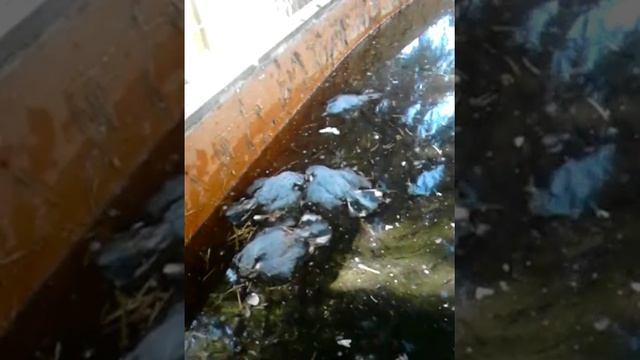 Поползень птица не водоплавающая, хотя... смотреть онлайн