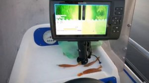 HASWING 80 lb 24 v - ЭЛЕКТРОМОТОР (ЯКОРЬ). ЧТО С НИМ НЕ ТАК? ВЫВОД ПОСЛЕ ЭКСПЛУАТАЦИИ 3-х МЕСЯЦЕВ.