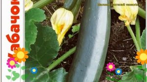 Кабачок Фараон (Кабачок). Краткий обзор, описание характеристик, где купить семена cucurbita pepo