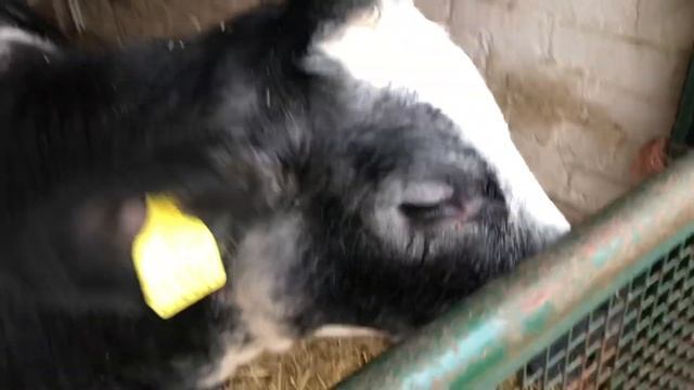 England, Scotland And Wales 2019