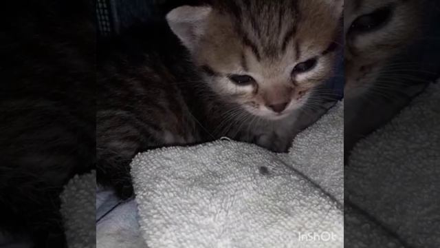 Евочка ♥️ смотреть онлайн