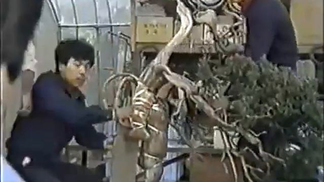 The World of Bonsai Master Masahiko Kimura Part 2 смотреть онлайн