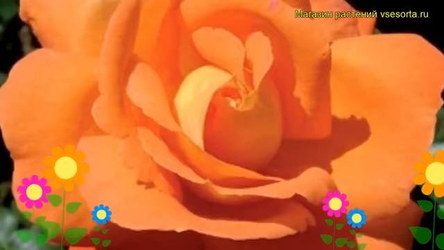 Роза плетистая Синьора. Краткий обзор, описание характеристик, где купить саженцы смотреть онлайн