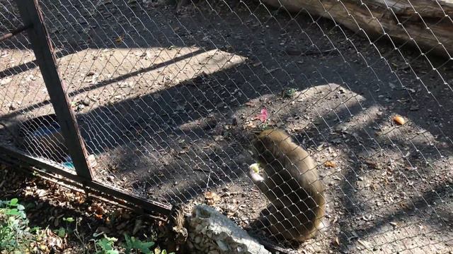 Обезьянки получают угощение! The monkeys are getting a treat! смотреть онлайн