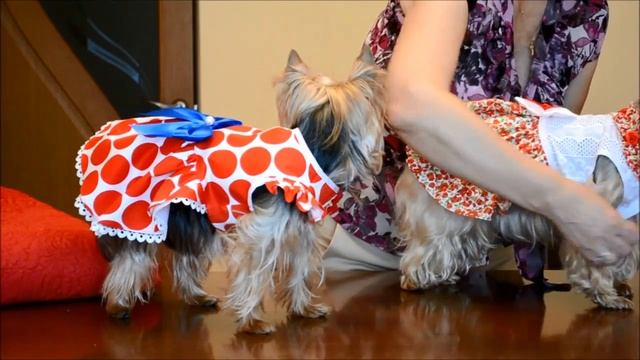Пошив удобной одежды для собачек! Йорки Юнонв и Бонита. Выпуск № 10 смотреть онлайн