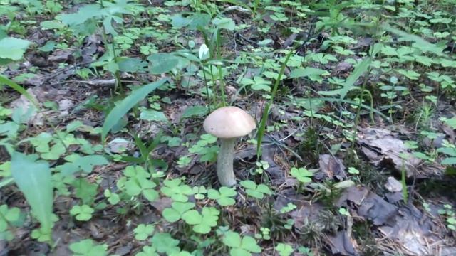 Пироговский лесопарк и гриб подберезовик в начале июня смотреть онлайн