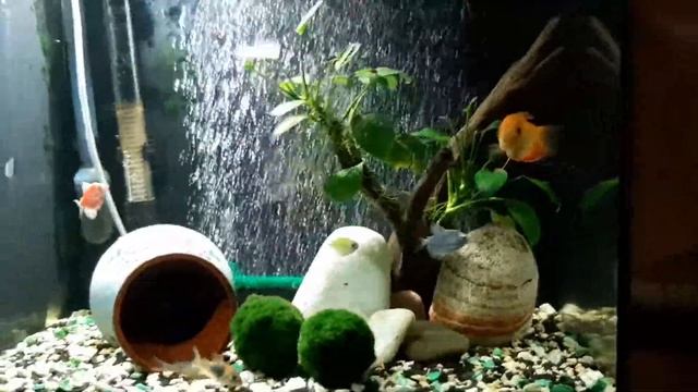 Улитки в аквариуме: вред или польза смотреть онлайн