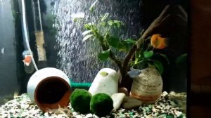 Улитки в аквариуме: вред или польза