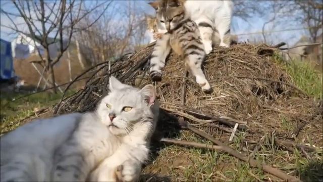 Весна,природа просыпается!!!Сергей Гвоздика - Быстро быстро тает снег смотреть онлайн