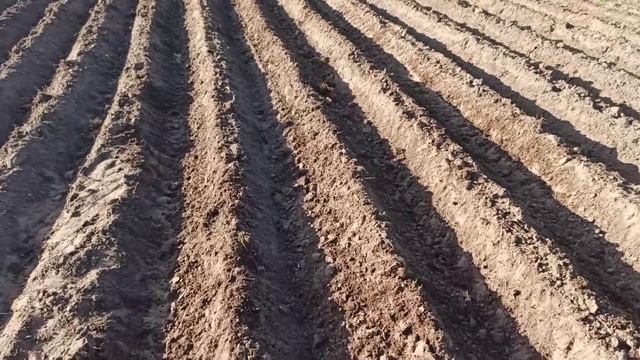 Самодельный супер агрегат!Первая обработка картофеля ежами!Самодельным трактором! смотреть онлайн