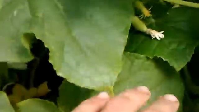 Моя дача. Лето. 2012 год. Середина июля средняя полоса. смотреть онлайн