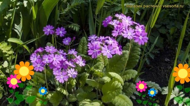 Примула кортузовидная. Краткий обзор, описание характеристик, где купить саженцы primula cortusoide смотреть онлайн