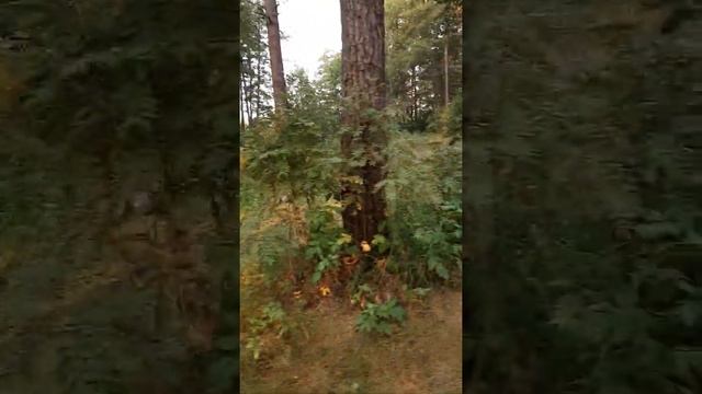 Мещера 2021. Озеро Круглец. смотреть онлайн