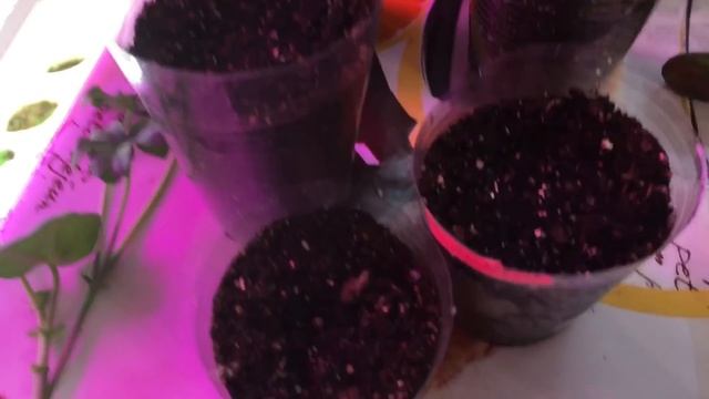 ?КОЛЕУСЫ?размножение черенками? смотреть онлайн