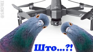 Дрон столкновение с голубем (F11s 4K PRO)