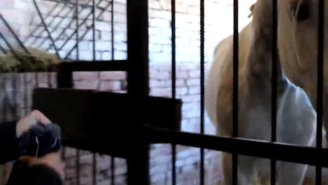 ДЮСШ конный спорт смотреть онлайн