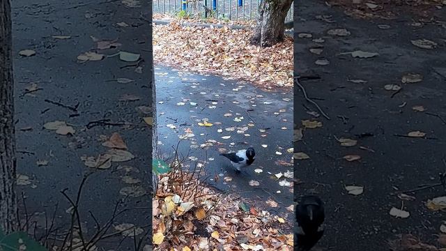 Как найти еду вороне смотреть онлайн