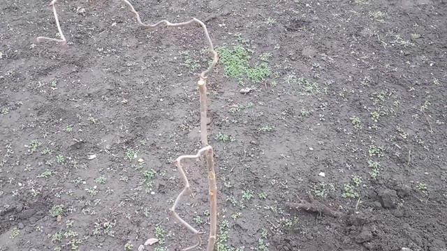 Фундук. Змеевидная лещина. смотреть онлайн