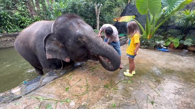 2022 - Ферма слонов. Пхукет. Слоны в Таиланде смотреть онлайн