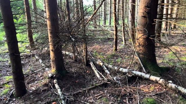 МАДЕМУАЗЕЛЬ БЕЛЛИСЬЕР И КОМПАНИЯ СТРОПТИВЫХ ! Белые грибы в ельнике набирают обороты ! смотреть онлайн