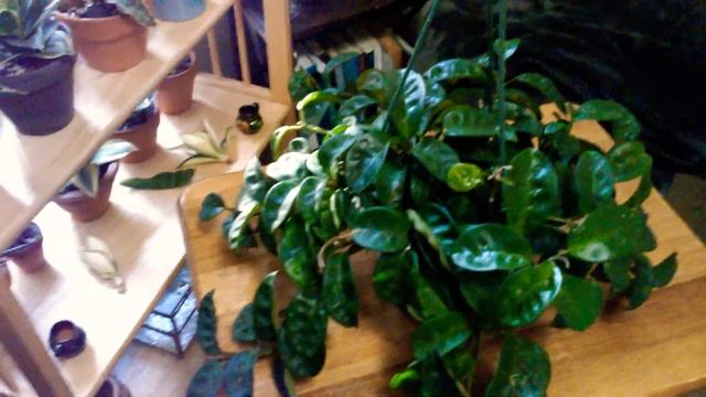 HOYA CARNOSA "KRINKLE 8"❤ смотреть онлайн