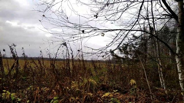 ЦАРИЦА ПОЛЕЙ! КОП МЕТАЛЛОЛОМА!