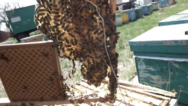 Действие обогрева на пчелиные семьи весной. смотреть онлайн
