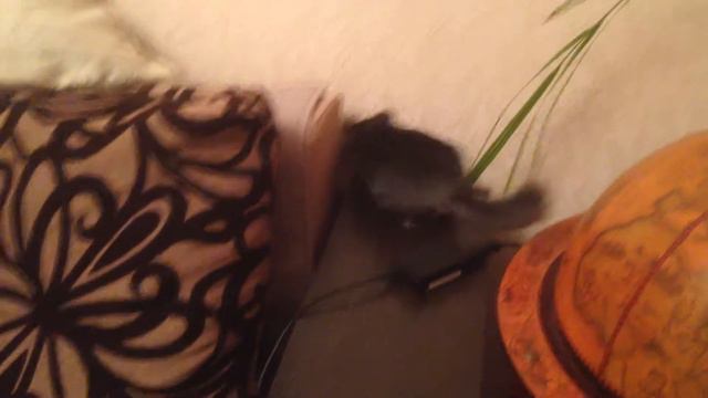 шиншилла по имени Пирожок)