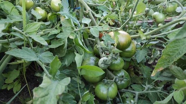 Обзор томатов в открытом грунте на 7 августа. Сорта Загадка, Чудо Сибири, Талан. смотреть онлайн