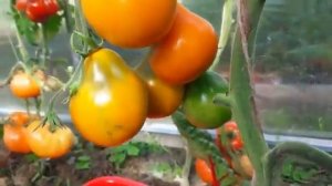 Томат ОРАНЖЕВЫЙ ЯПОНСКИЙ ТРЮФЕЛЬ – ЛЕЖКИЙ, ВКУСНЫЙ, ОРИГИНАЛЬНЫЙ! ТопСад