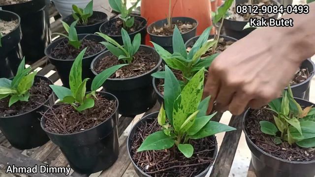 UPDATE TANAMAN HIAS MURAH MERIAH MENJELANG AKHIR TAHUN ‼️ LAPAK FAVORIT KITA SEMUA смотреть онлайн