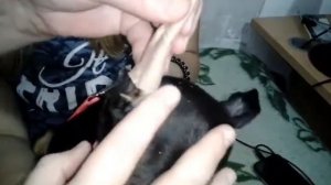 Постановка купированных ушей,порода цвергпинчер