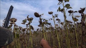 ОХОТА НА ГОЛУБЯ