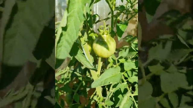 ТОМАТЫ? УРОЖАЙНЫЙ СОРТ МАЛИНОВЫЙ СИЛАЧ смотреть онлайн