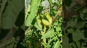 ТОМАТЫ? УРОЖАЙНЫЙ СОРТ МАЛИНОВЫЙ СИЛАЧ