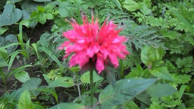 Цветок-Червона рута (МОНАРДА-Monarda) смотреть онлайн