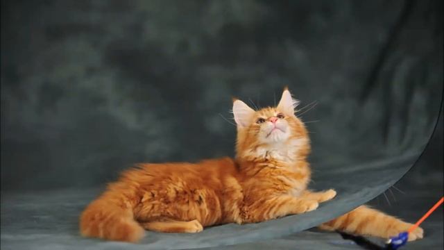 Котята мейн кун в возрасте 3 месяцев смотреть онлайн