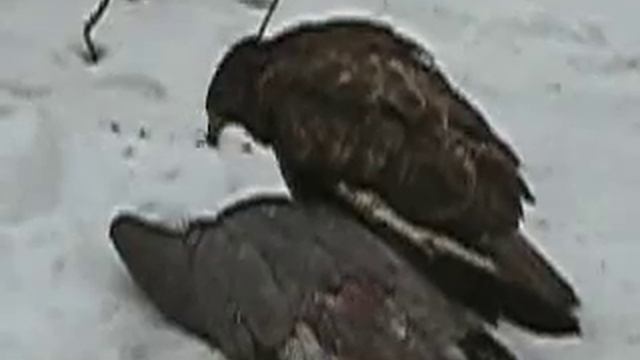 Канюк жрёт ястреба.flv смотреть онлайн