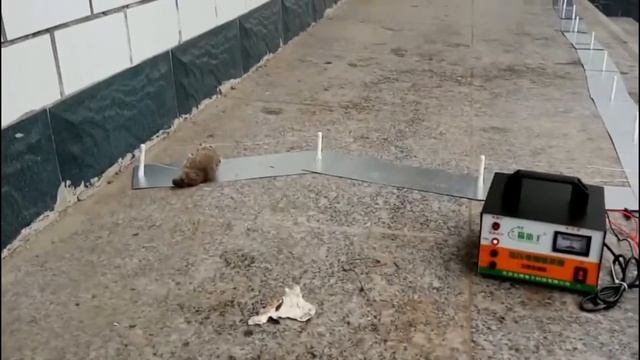 Крысоловка смотреть онлайн