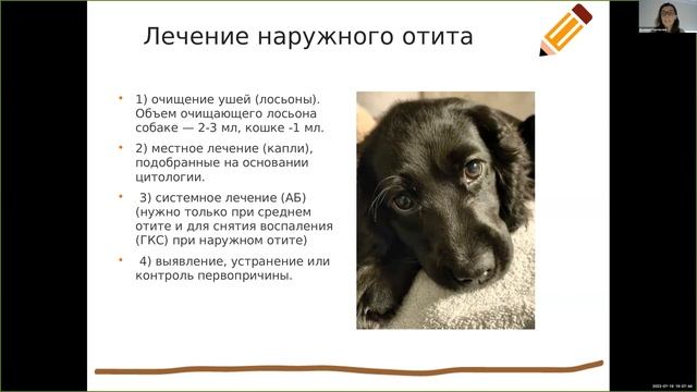 Отит у собаки, как лечить правильно ИВЦ Горчакова В И смотреть онлайн