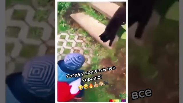 что кошка сказала?