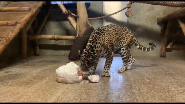 Кошки и снег