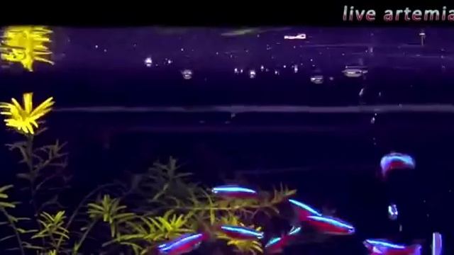 Неон. Уход, содержание и размножение. Neon.