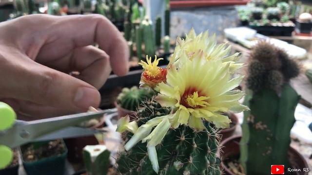 Pollinating Cactus Flower (Hamatocactus) | jun20 смотреть онлайн