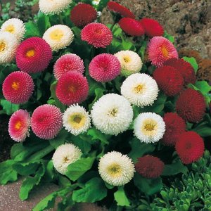 Маргаритка , Посадка , уход 100 % выращивания