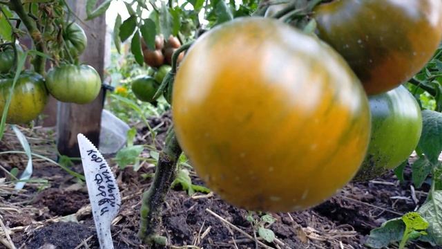 Elser Farm’s Brown Derby (Коричневый Дерби с фермы Эльзера).Полный обзор томата. смотреть онлайн